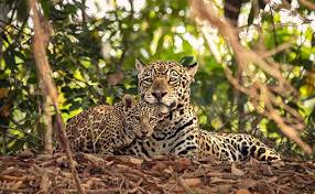 Wildlife safaris in Brazil