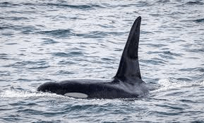 Wildlife nature in sea