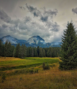 A scenic landscape featuring a grassy meadow surrounded by tall evergreen trees, with majestic mountains under a cloudy sky in the background.